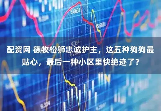 配资网 德牧松狮忠诚护主，这五种狗狗最贴心，最后一种小区里快绝迹了？